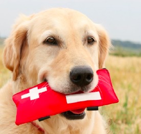 Leeuwenhoek honden oppas, Slaaghwijk honden oppas, Zijlwijk-Zuid honden oppas, Zijlwijk-Noord honden oppas, Merenwijk-Centrum honden oppas, Leedewijk-Zuid honden oppas, Leedewijk-Noord honden oppas, Schenkwijk honden oppas, Kloosterhof honden oppas, Dobbewijk-Noord honden oppas, Dobbewijk-Zuid honden oppas,
